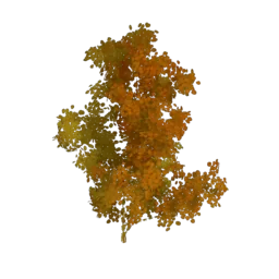 Hazel Shrub