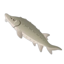Atlantic Sturgeon