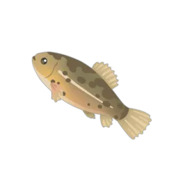 European Mudminnow