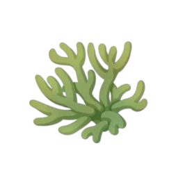 Algae