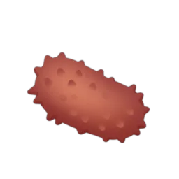 Japanese Spiky Sea Cucumber