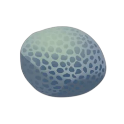Bahia Brain Coral