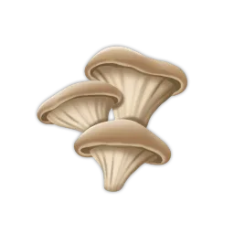 Oyster Mushrooms