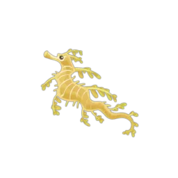 Leafy Sea Dragon