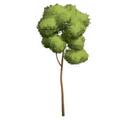 Pine Tree
