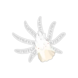 Ivell's Sea Anemone