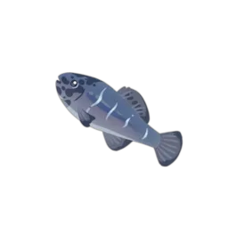 Spring Pygmy Sunfish