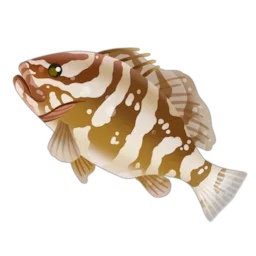 Nassau Grouper