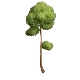 Large Pine Tree