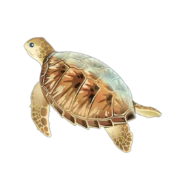 Hawksbill Turtle