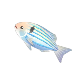 Seventyfour Seabream